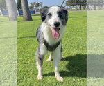 Small #1 Border Collie Mix