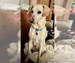 Small Labrador Retriever Mix