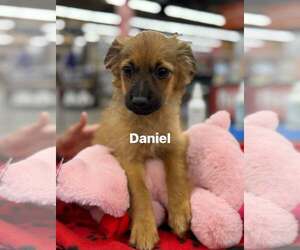 Pug-Unknown Mix Dogs for adoption in Turlock, CA, USA