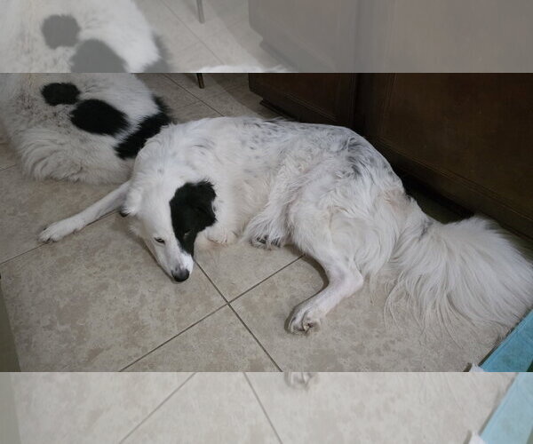 Medium Photo #20 Aussie Pyrenees Puppy For Sale in Houston, TX, USA
