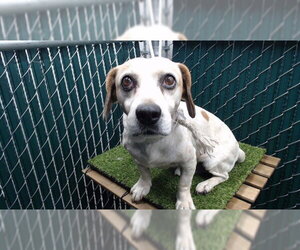 Beagle Dogs for adoption in Downey, CA, USA