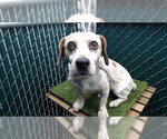 Small Beagle