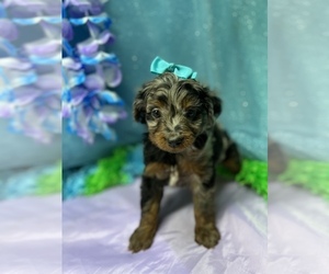 Aussie-Poo Puppy for sale in LANCASTER, MO, USA