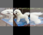Small Photo #8 Bichon Frise Puppy For Sale in JURUPA VALLEY, CA, USA