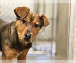 German Shepherd Dog-Unknown Mix Dogs for adoption in Petaluma, CA, USA