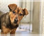 Small German Shepherd Dog Mix