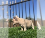 Small #28 French Bulldog