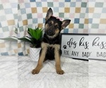 Small #2 German Shepherd Dog