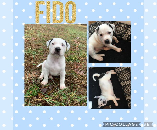 Medium Photo #7 Mutt Puppy For Sale in White Bluff, TN, USA