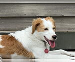 Small #1 Australian Shepherd-Great Pyrenees Mix