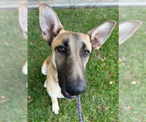 Medium Photo #1 German Shepherd Dog Puppy For Sale in Lodi, CA, USA