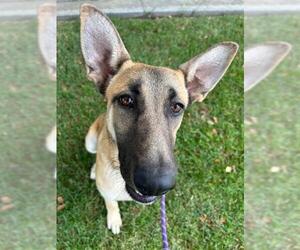 German Shepherd Dog Dogs for adoption in Lodi, CA, USA