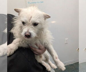 Mutt Dogs for adoption in Chico, CA, USA