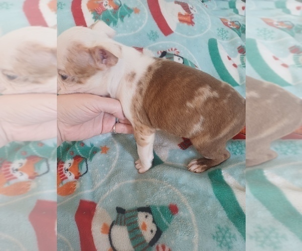 Medium Photo #2 Boston Terrier Puppy For Sale in ANNISTON, AL, USA