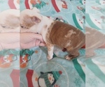 Small Photo #2 Boston Terrier Puppy For Sale in ANNISTON, AL, USA