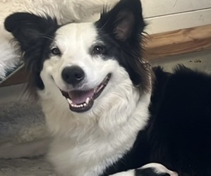 Mother of the Border-Aussie puppies born on 04/29/2025