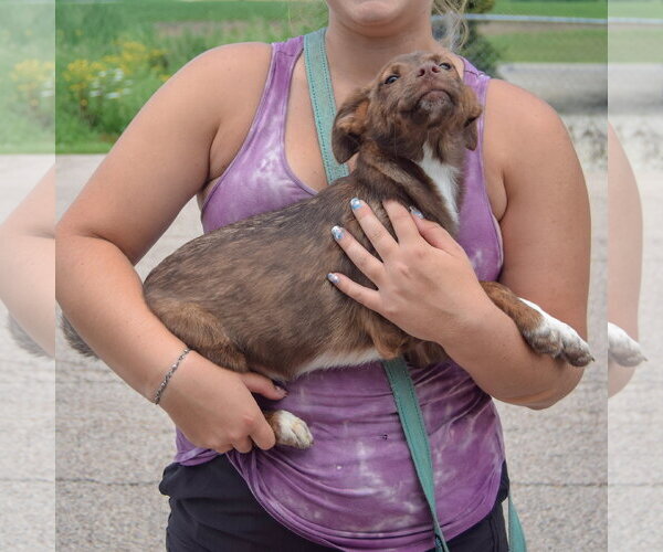 Medium Photo #2 Australian Shepherd-Unknown Mix Puppy For Sale in Huntley, IL, USA
