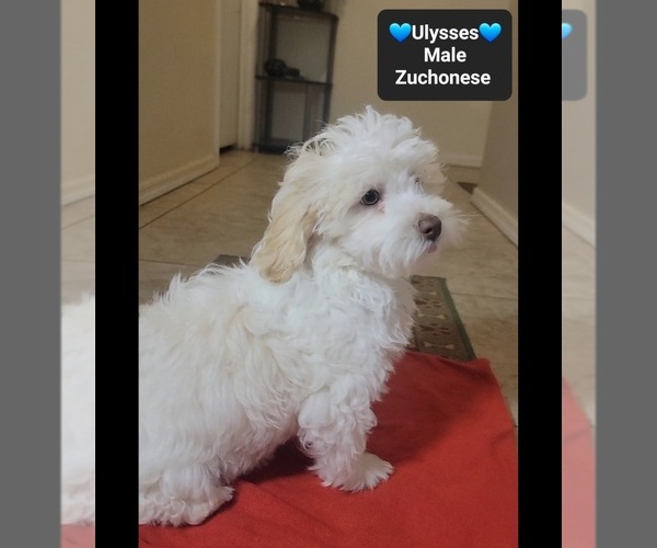 Medium Photo #3 Havanese-Zuchon Mix Puppy For Sale in TUCSON, AZ, USA