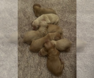 Golden Retriever Puppy for sale in ENGLEWOOD, OH, USA
