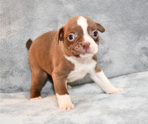 Boston Terrier Puppy for sale in HOMINY, OK, USA