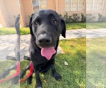 Small #2 Labrador Retriever Mix