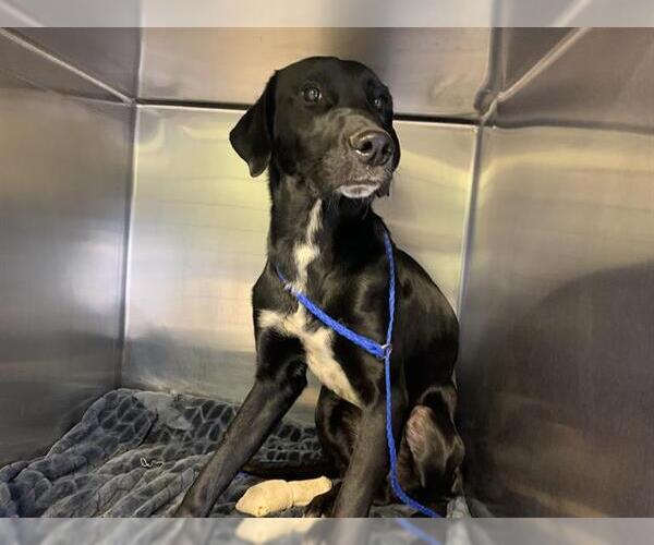 Medium Photo #1 Labrador Retriever-Unknown Mix Puppy For Sale in Grand Prairie, TX, USA