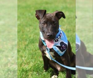Labrador Retriever-Unknown Mix Dogs for adoption in Mount Laurel, NJ, USA