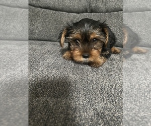Yorkshire Terrier Puppy for sale in ALLENTOWN, PA, USA