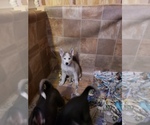 Small Photo #8 Siberian Husky Puppy For Sale in BELOIT, WI, USA