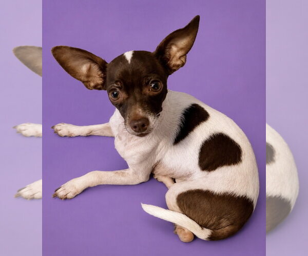 Medium Photo #1 Chihuahua-Unknown Mix Puppy For Sale in Rockaway, NJ, USA