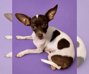 Chihuahua-Unknown Mix Dogs for adoption in Rockaway, NJ, USA