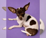 Small Chihuahua Mix