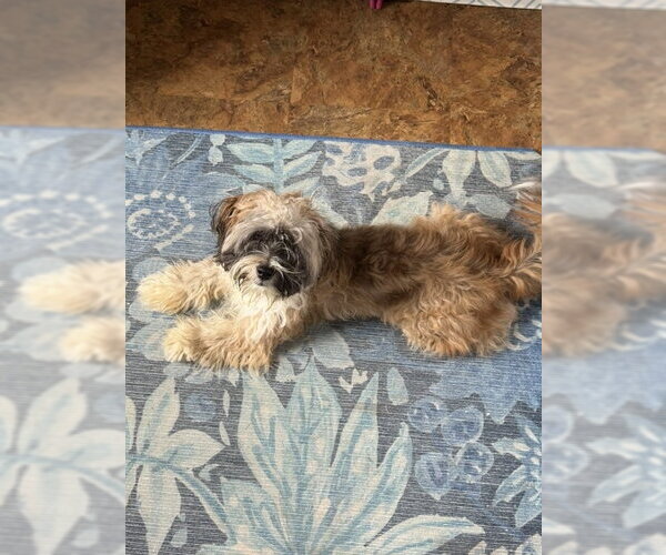 Medium Photo #2 Shih Tzu-Unknown Mix Puppy For Sale in St. Louis Park, MN, USA