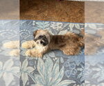 Small #1 Shih Tzu Mix