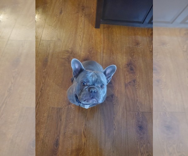 Medium Photo #1 French Bulldog Puppy For Sale in GRAND JCT, CO, USA