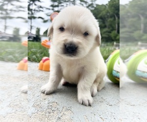 Golden Retriever Puppy for sale in NEOLA, WV, USA