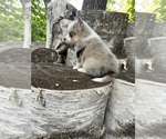 Small #2 Alaskan Klee Kai-Pomsky Mix