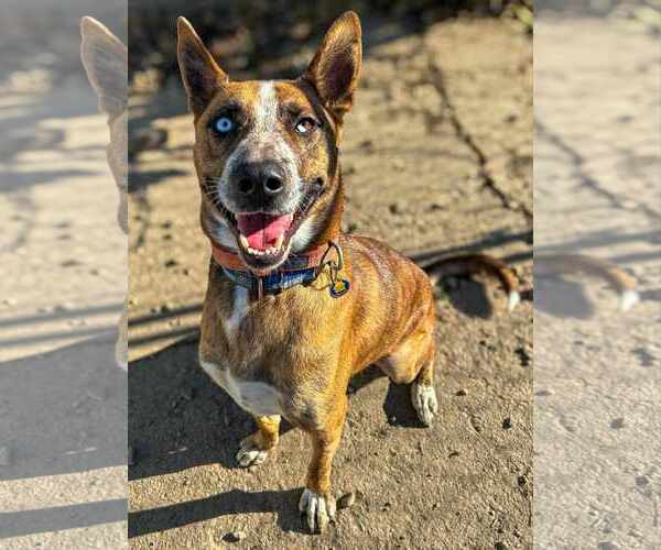 Medium Photo #2 German Shepherd Dog-Unknown Mix Puppy For Sale in Saegertown , PA, USA