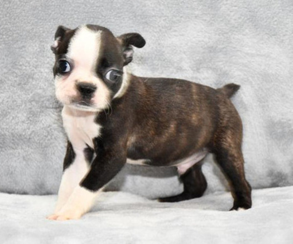 Medium Photo #2 Boston Terrier Puppy For Sale in HOMINY, OK, USA
