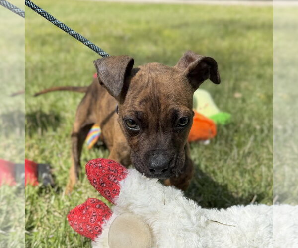 Medium Photo #1 Boxer-Unknown Mix Puppy For Sale in Yardley, PA, USA