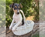 Small #2 Jack-Rat Terrier