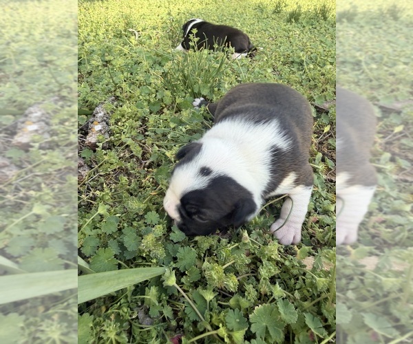 Medium Photo #9 Boston Terrier Puppy For Sale in FREDONIA, KS, USA