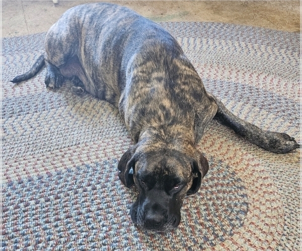Medium Photo #1 Mastiff Puppy For Sale in OAKFIELD, ME, USA