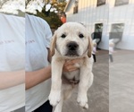 Puppy 3 Goberian-Golden Labrador Mix