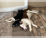 Small #9 Border Collie Mix