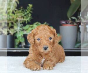 Goldendoodle (Miniature) Puppy for sale in AUGUSTA, WV, USA