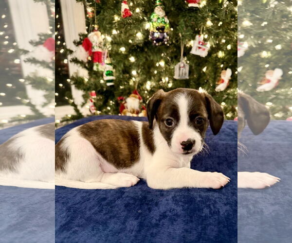 Medium Photo #2 Chihuahua-Unknown Mix Puppy For Sale in Plainfield, IL, USA