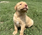 Small #3 Labrador Retriever