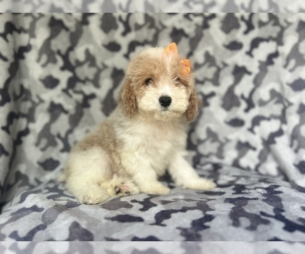 Medium Photo #5 Cock-A-Poo Puppy For Sale in LAKELAND, FL, USA