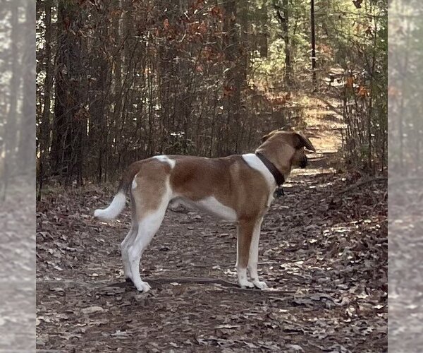Medium Photo #3 Coonhound-Unknown Mix Puppy For Sale in Candler, NC, USA